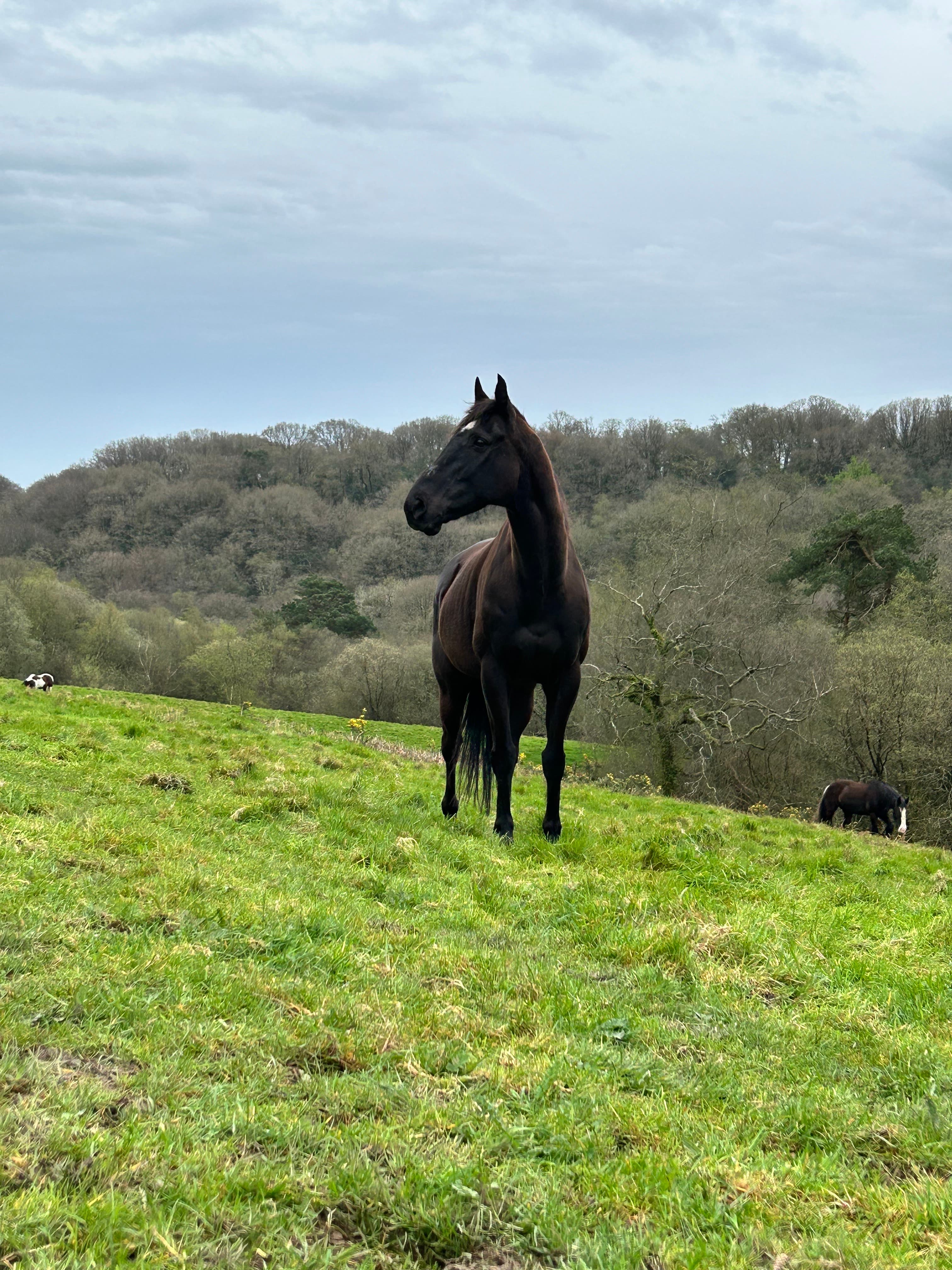 Horse portrait