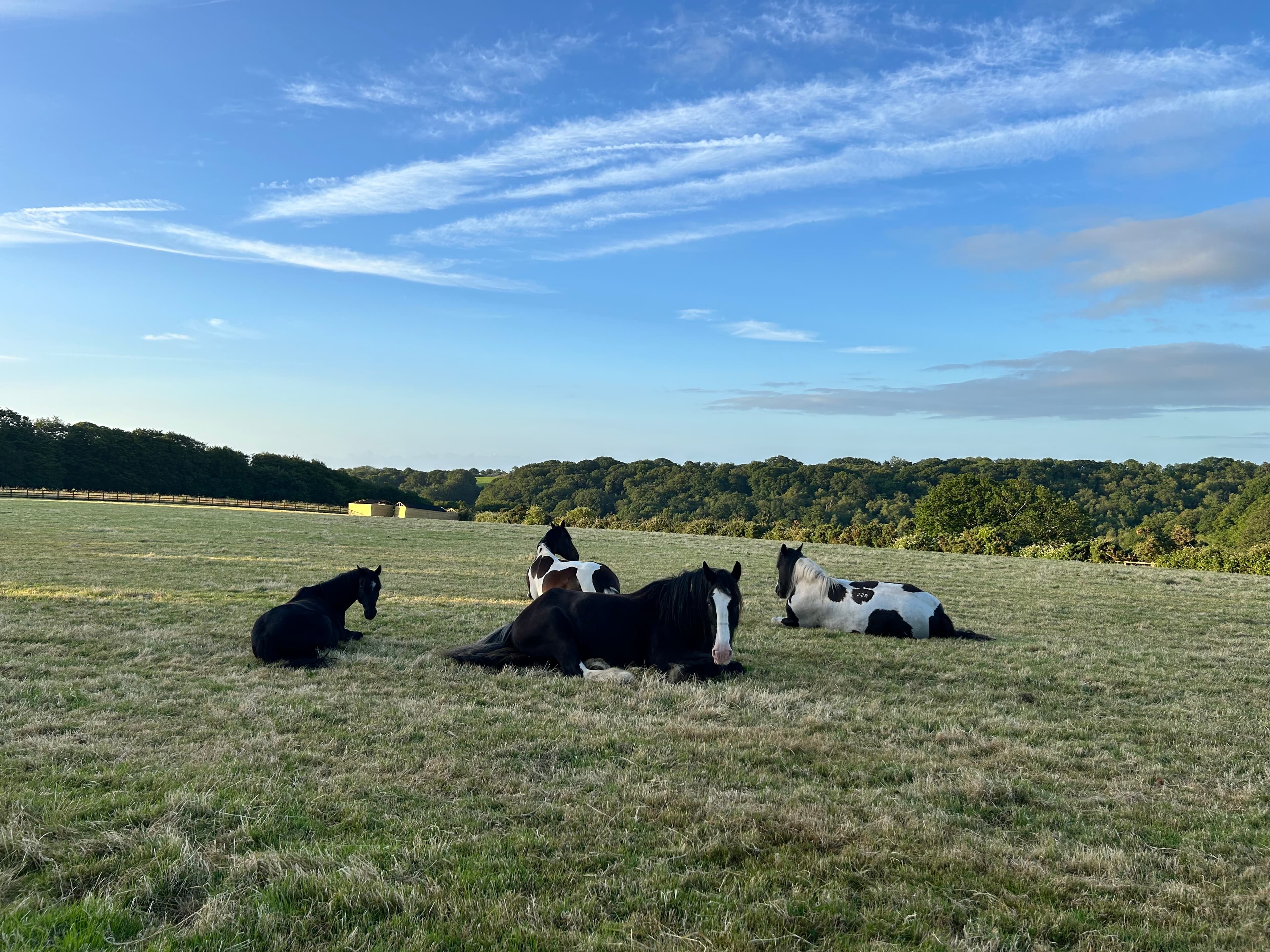 Horse grazing
