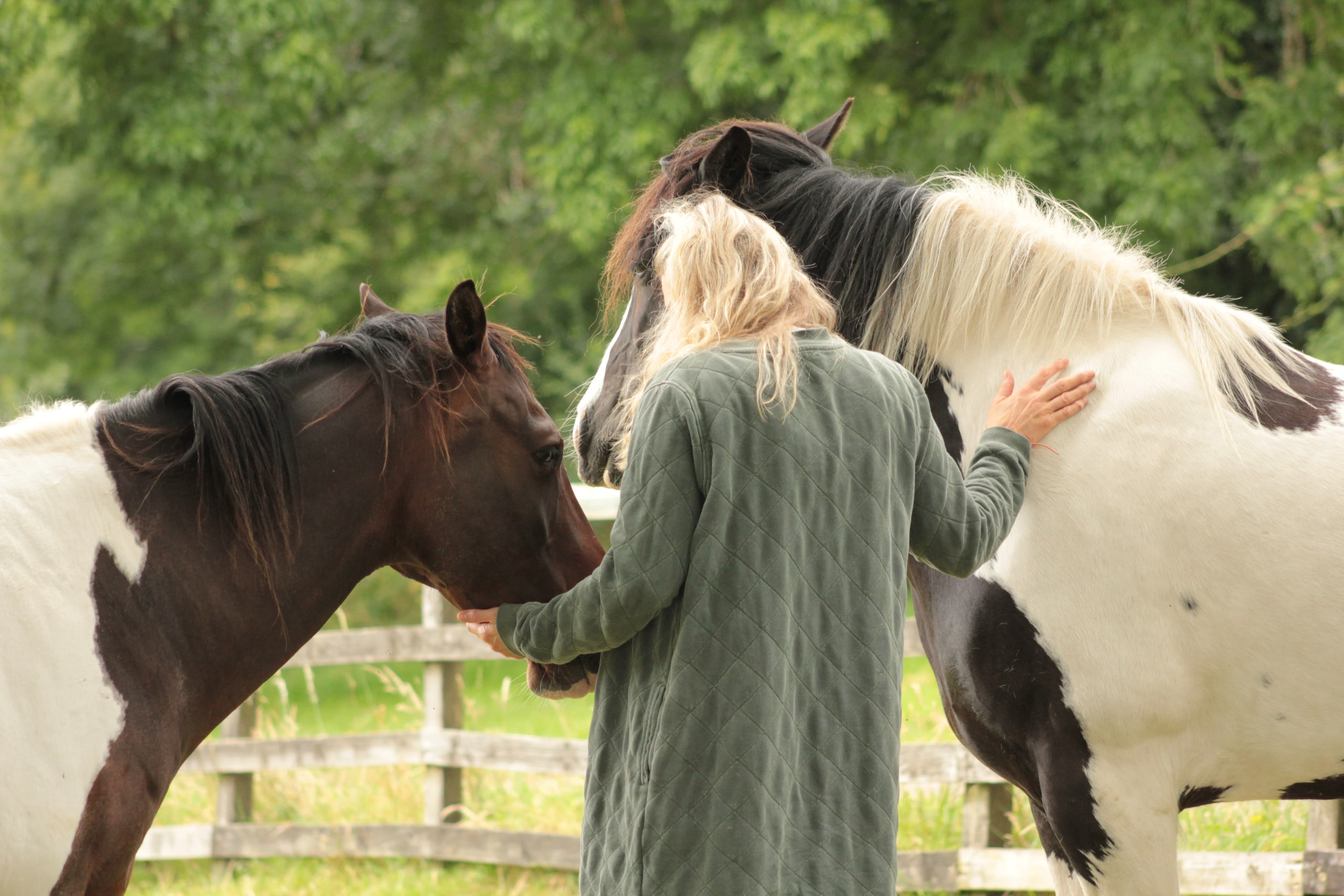 Horse profile