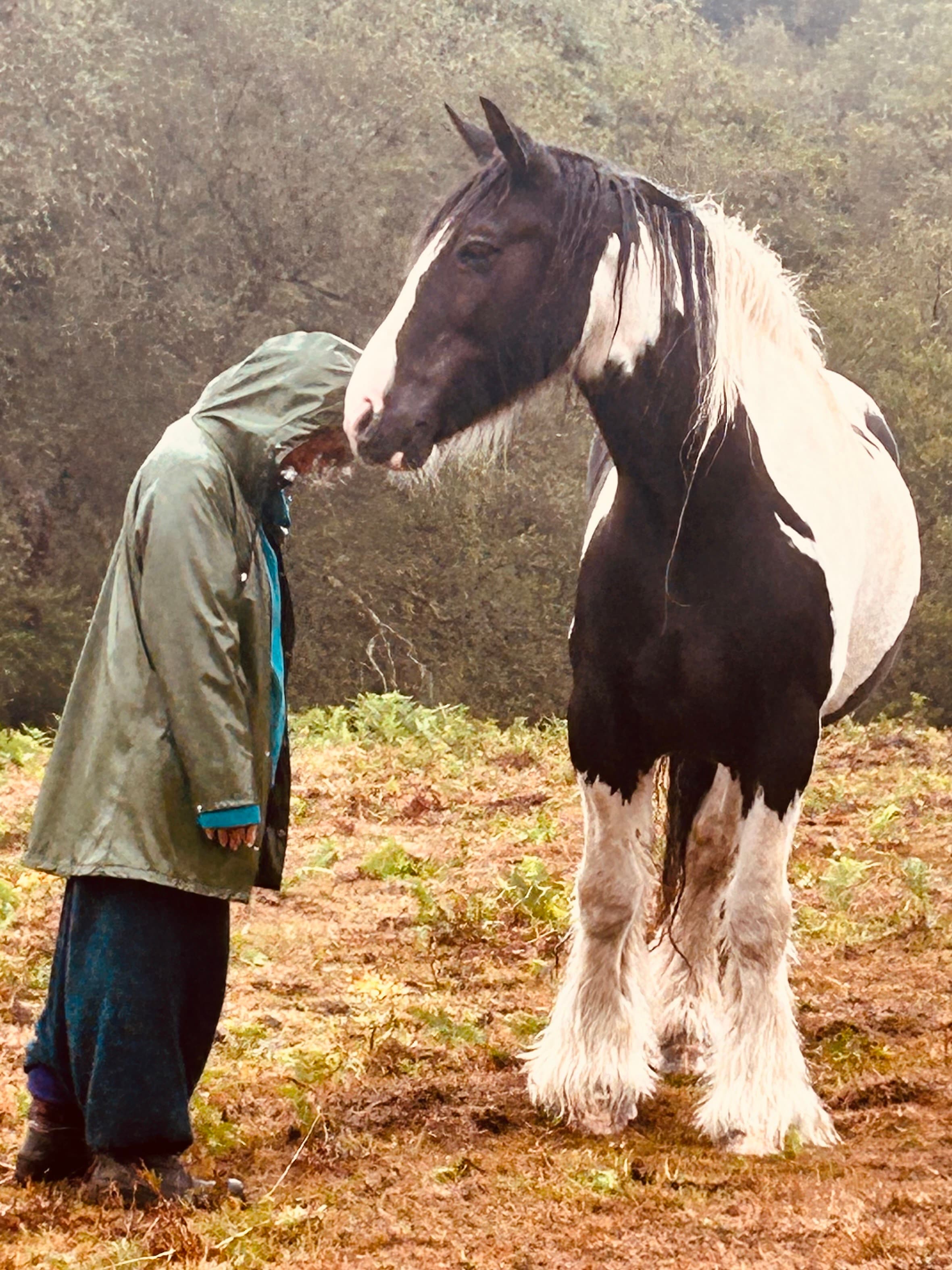 Horse interaction