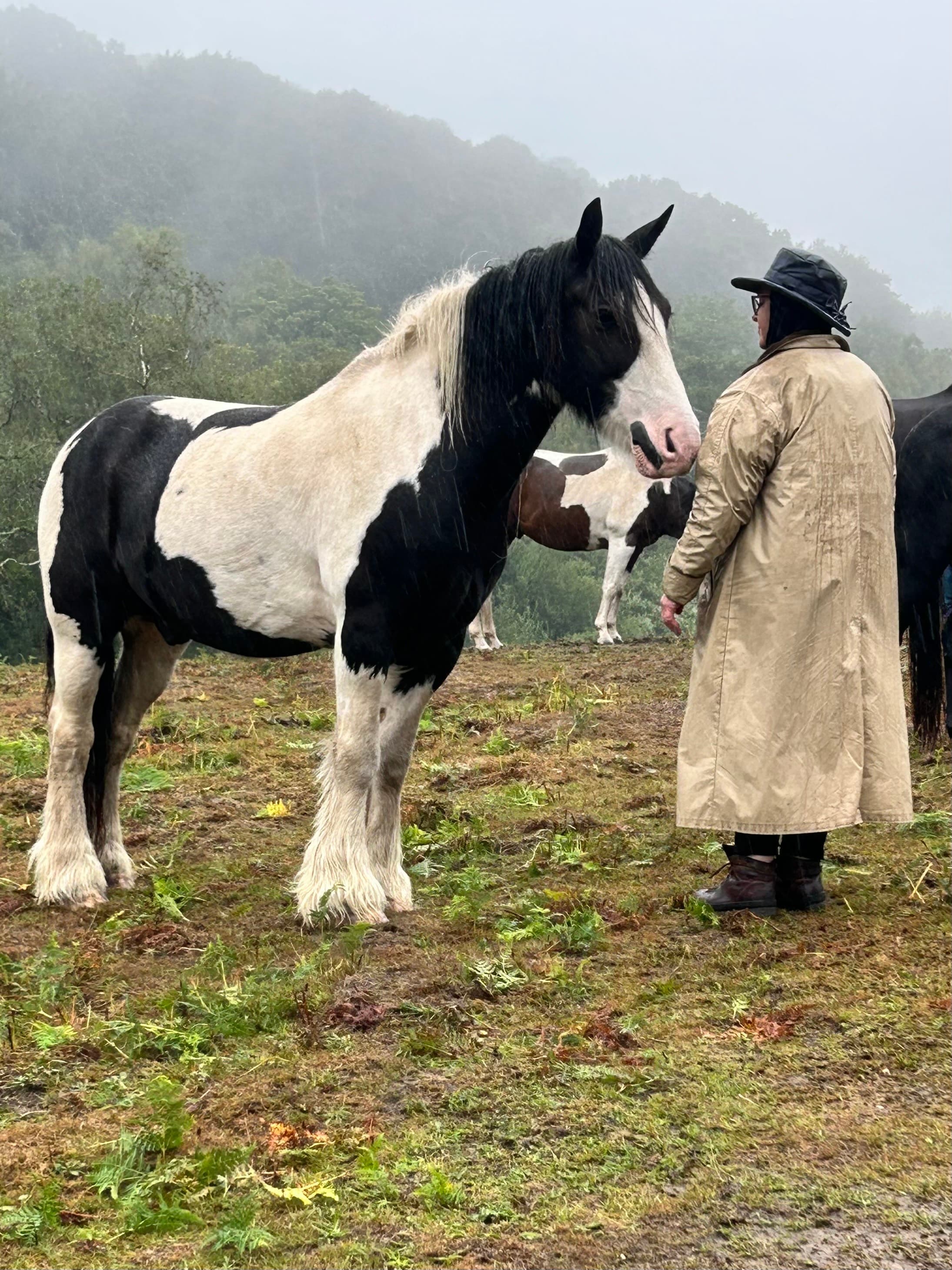 Horse in motion